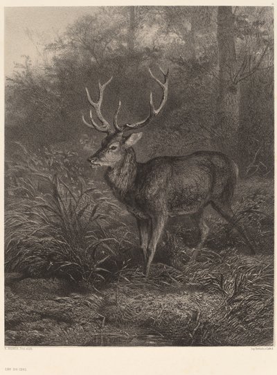 Cerf Dix-Cors. od Karl Bodmer