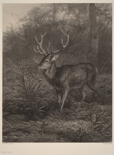 Jelen desaterohý od Karl Bodmer