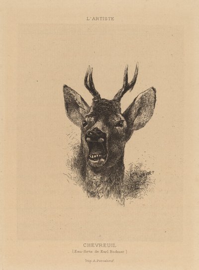 Jelen. od Karl Bodmer
