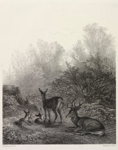 Jelen v klidu od Karl Bodmer