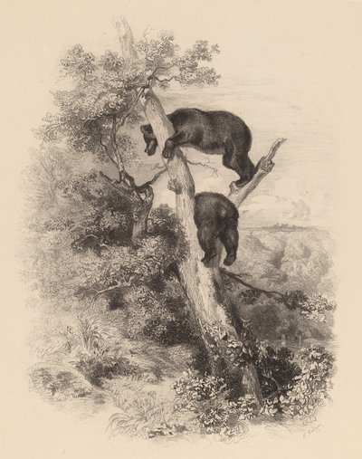 Dva medvědi. od Karl Bodmer