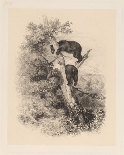 Dva medvědi od Karl Bodmer