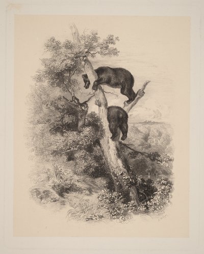 Dva medvědi od Karl Bodmer