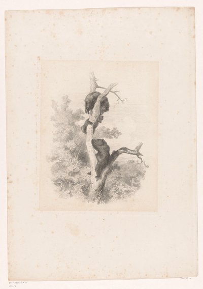 Tři medvědi na stromě Krajiny se zvířaty (název série) od Karl Bodmer