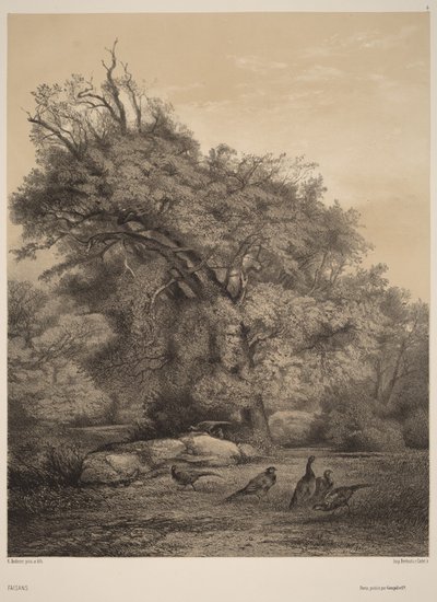 Bažanti od Karl Bodmer