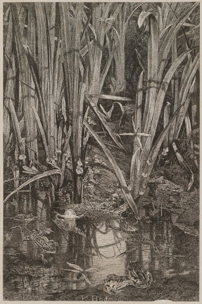 Žáby v bažině od Karl Bodmer