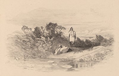 Volavky. od Karl Bodmer