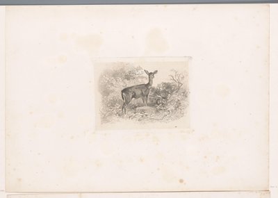 Hindu v lese Krajiny se zvířaty (název série) od Karl Bodmer