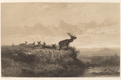 Ráno. Jelen a laně od Karl Bodmer