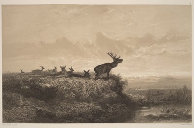 Ráno. Jelen a laně od Karl Bodmer