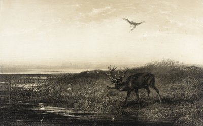 Večer: jelen a volavky od Karl Bodmer