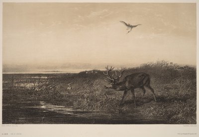 Večer - Jelen a volavky od Karl Bodmer