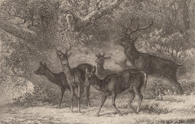 Stádo. od Karl Bodmer
