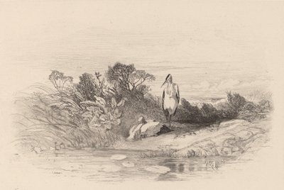 Dvě volavky. od Karl Bodmer