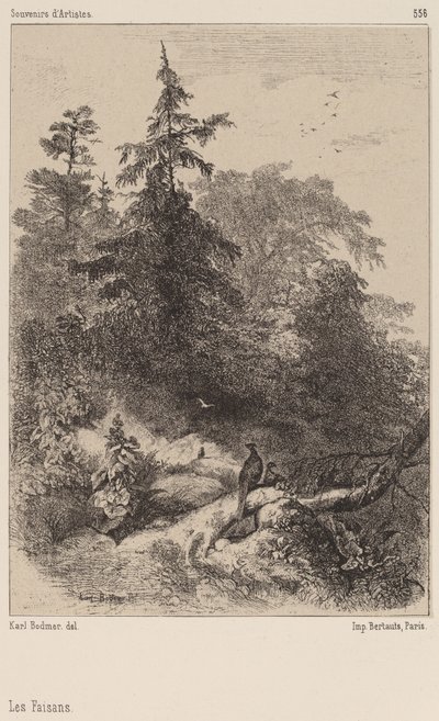 Bažanti od Karl Bodmer