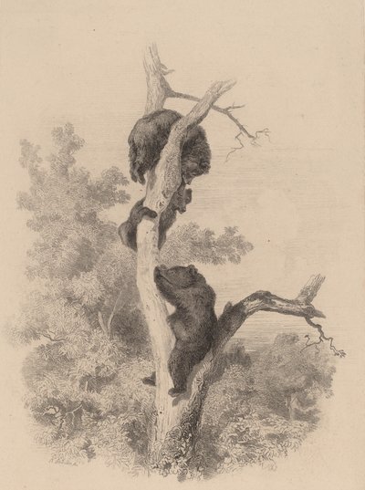 Medvědi. od Karl Bodmer