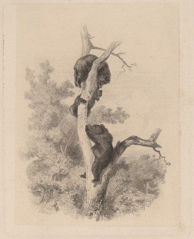 Medvědi od Karl Bodmer