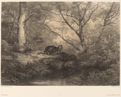 Marcassins od Karl Bodmer