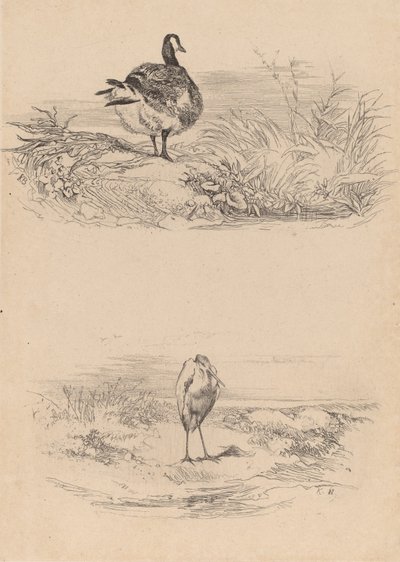 Ahoj, Heron. od Karl Bodmer