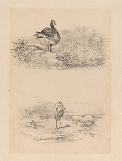 Ahoj, Heron od Karl Bodmer