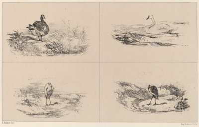 Husy, labutě, volavky. od Karl Bodmer
