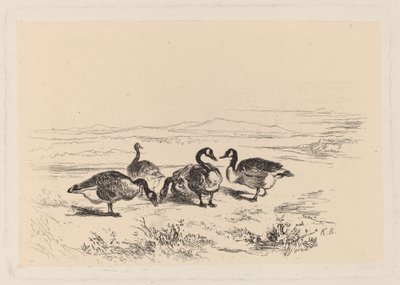 barnacle husy od Karl Bodmer