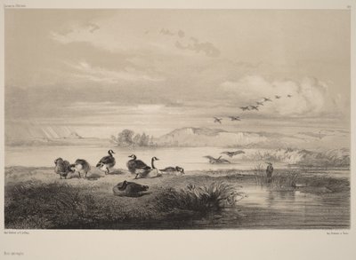 Divoké husy od Karl Bodmer