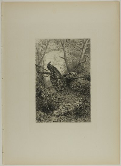 Pávi na větvi od Karl Bodmer