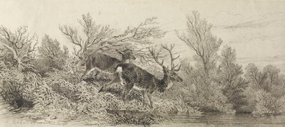 Jelen v lese od Karl Bodmer