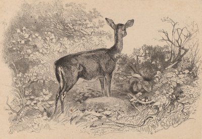 Srnka. od Karl Bodmer