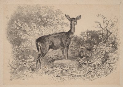 Laň od Karl Bodmer