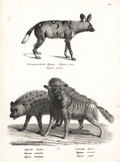 Africký divoký pes, Lycaon pictus, ohrožená, hyena skvrnitá, Crocuta crocuta, a hyena pruhovaná, Hyaena hyaena. Litografie Karla Josepha Brodtmanna z Ilustrované přírodní historie lidí a zvířat Heinricha Rudolfa Schinze od Karl Joseph Brodtmann