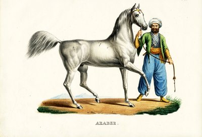 Arabský kůň, 1824 od Karl Joseph Brodtmann
