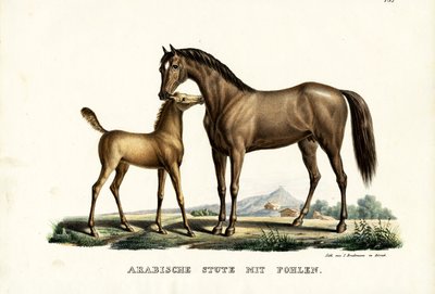 Arabský kůň s drůbeží, 1824 od Karl Joseph Brodtmann