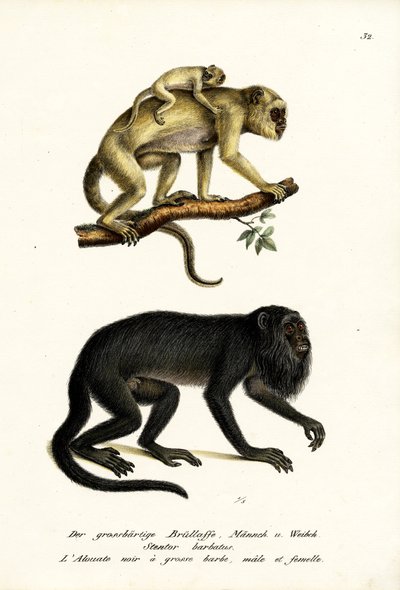 Black Howler Monkeys, 1824 od Karl Joseph Brodtmann