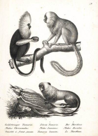 Kosman buffy-headed, Callithrix flaviceps (ohrožený) 1, a tamarín lvíček zlatý, Leontopithecus rosalia (ohrožený) 2,3. Litografie Karla Josepha Brodtmanna z Ilustrované přírodní historie lidí a zvířat Heinricha Rudolfa Schinze od Karl Joseph Brodtmann