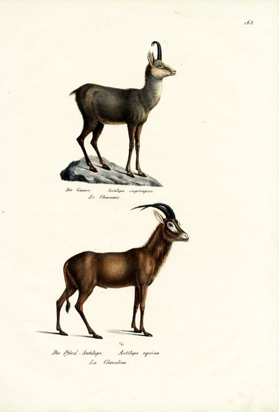 Kamzík, 1824 od Karl Joseph Brodtmann