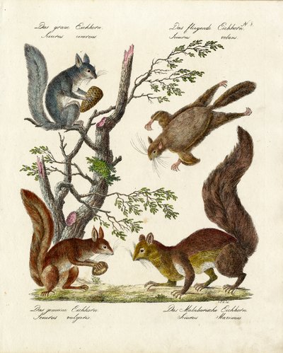 Různé druhy veverek (tisk) od Karl Joseph Brodtmann
