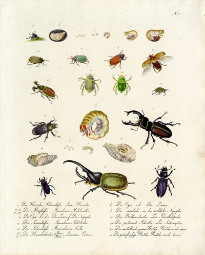 Různé druhy brouků a jejich vývojová stádia (tisk) od Karl Joseph Brodtmann