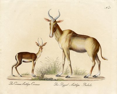 Dorcas Gazelle a Nilgai (tisk) od Karl Joseph Brodtmann