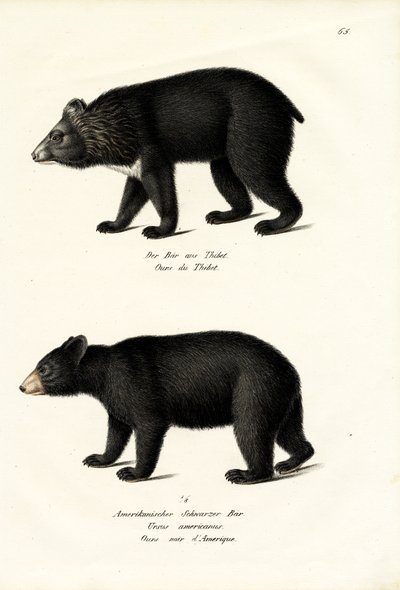 Himálajský černý medvěd, 1824 od Karl Joseph Brodtmann