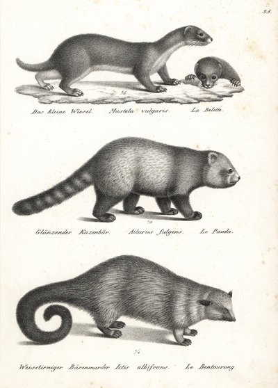 Lasička nejmenší, Mustela nivalis 1, panda červená, Ailurus fulgens 2, zranitelná, a medvědice, Arctictis binturong 3, zranitelná. Litografie Karla Josepha Brodtmanna z Ilustrované přírodní historie lidí a zvířat Heinricha Rudolfa Schinze od Karl Joseph Brodtmann