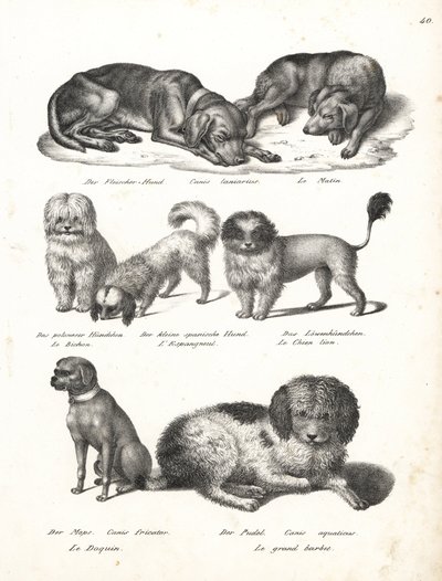 Lurcher nebo matin pes, Canis laniarius, Bichon, španělský pes, čau-čau, mopsí pes, Canis fricator a pudl neboli vodní lovecký pes, Canis aquaticus. Litografie Karla Josepha Brodtmanna z Ilustrované přírodní historie mužů a zvířat Heinricha Rudolfa Schinze od Karl Joseph Brodtmann