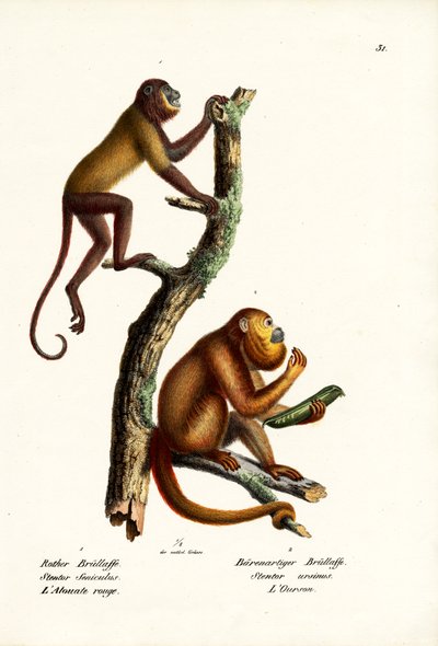 Red Howler Monkeys, 1824 od Karl Joseph Brodtmann