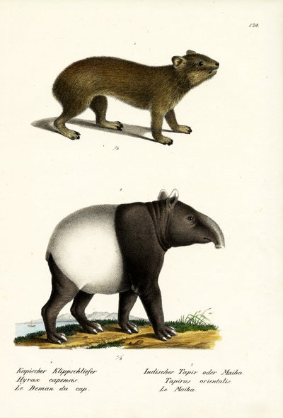 Rock Hyrax, 1824 od Karl Joseph Brodtmann