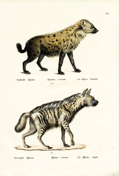 Hyaena skvrnitá, 1824 od Karl Joseph Brodtmann