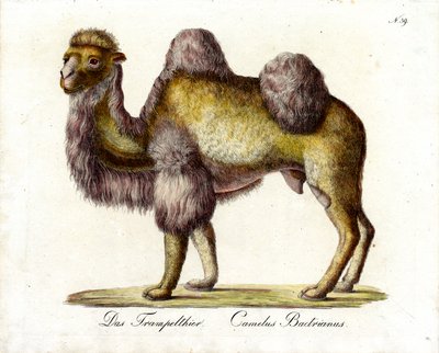  od Karl Joseph Brodtmann