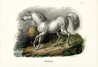 Turecký kůň, 1824 od Karl Joseph Brodtmann