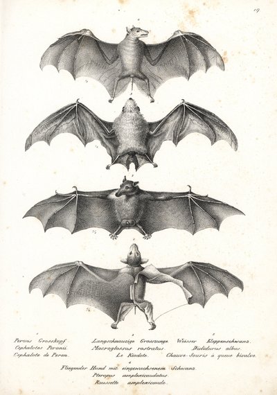 kaloň západní, Dobsonia peronii 1, netopýr dlouhojazyčný, Macroglossus minimus 2, netopýr severní, Diclidurus albus 3, a rouseta Geoffroyova, Rousettus amplexicaudatus 4. Litografie Karl Joseph Brodtmann od Heinricha Rudolfa Schi od Karl Joseph Brodtmann