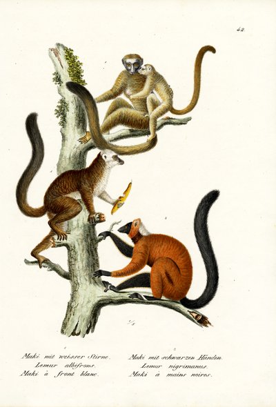 Lemur bílý, 1824 od Karl Joseph Brodtmann